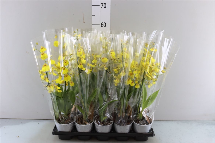 <h4>Oncidium 1 Tak A2</h4>