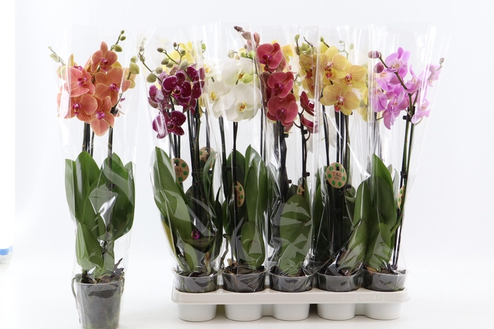 <h4>PHAL GEM 8 KL</h4>