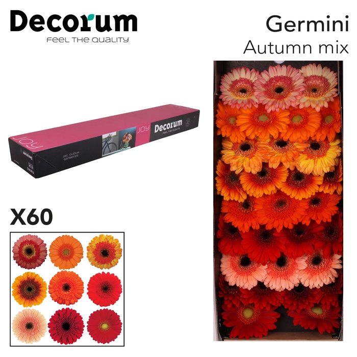 Germini Mix Autumn Doos