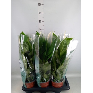 Spathiphyllum  'Bingo Cupido'