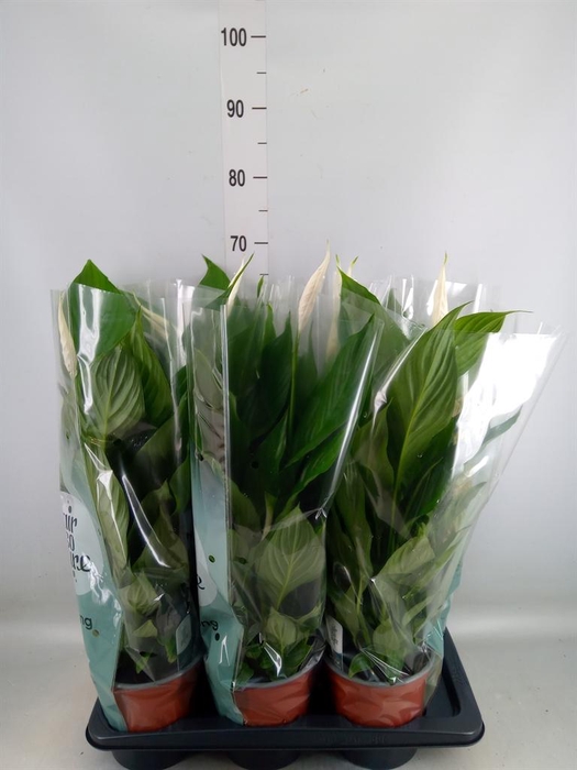 <h4>Spathiphyllum  'Bingo Cupido'</h4>