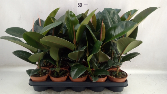 <h4>Ficus elastica 'Robusta'</h4>