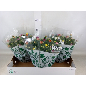 Chrysanthemum  'Elixer'
