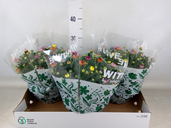 <h4>Chrysanthemum  'Elixer'</h4>