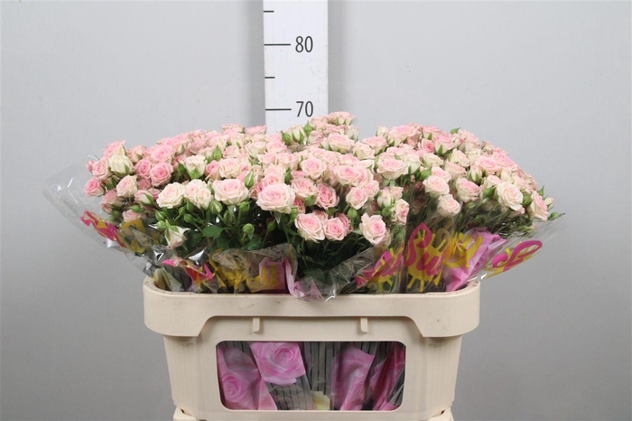 <h4>R Tr Creamy Twister</h4>