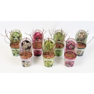 Hydrangea Paniculata 'Mix' 12 cm in potcover 'Beauty- line' vroeg