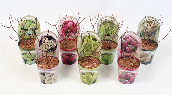 <h4>Hydrangea Paniculata 'Mix' 12 cm in potcover 'Beauty- line' vroeg</h4>