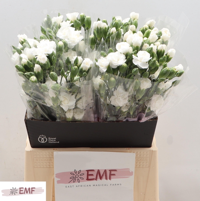 <h4>Di Tr Artic</h4>