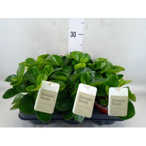 Peperomia obt. 'Green Gold'