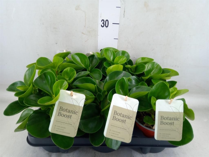 <h4>Peperomia obt. 'Green Gold'</h4>