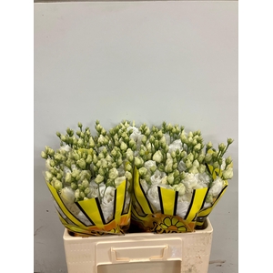 EUS G ALISSA PUR WHI