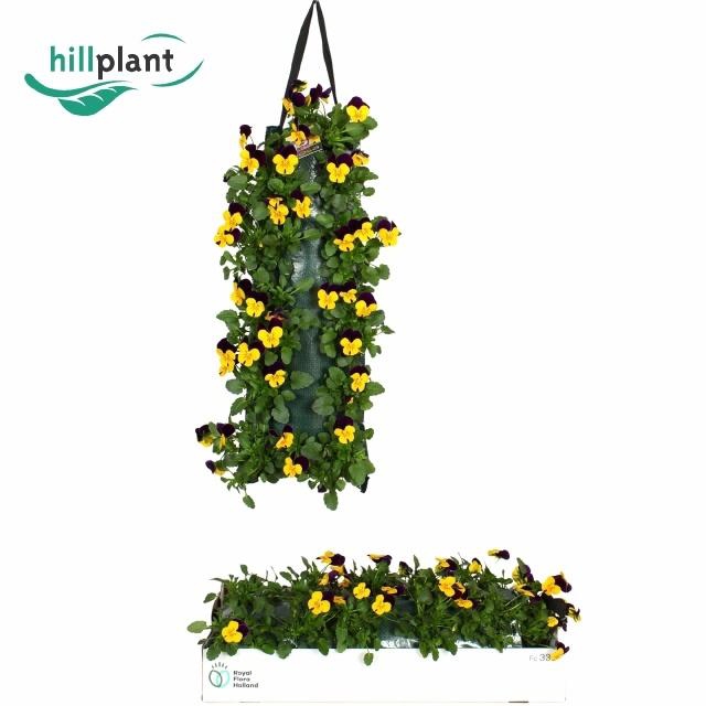 <h4>VIO CO EM YEL PU JUP</h4>