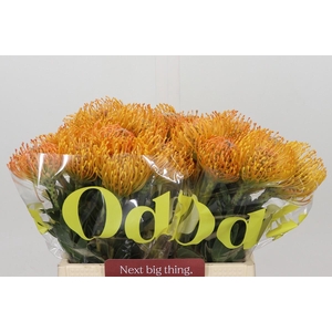 Nutans Ayoba Mandarin Zest