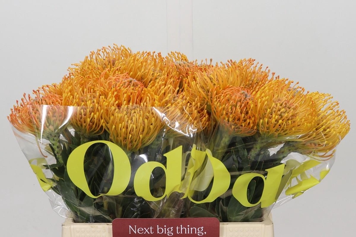 <h4>Nutans Ayoba Mandarin Zest</h4>