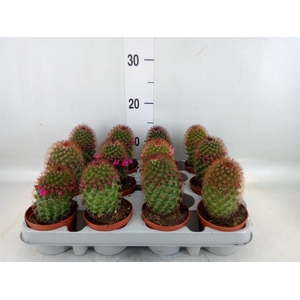 Mammillaria ernestii