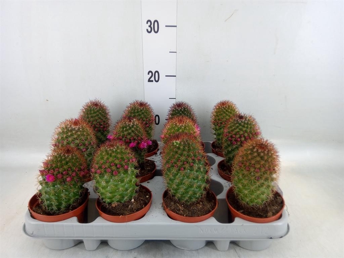 <h4>Mammillaria ernestii</h4>