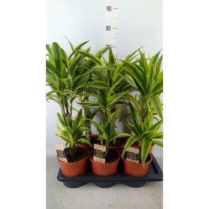 Dracaena fr de 'LemonLime'