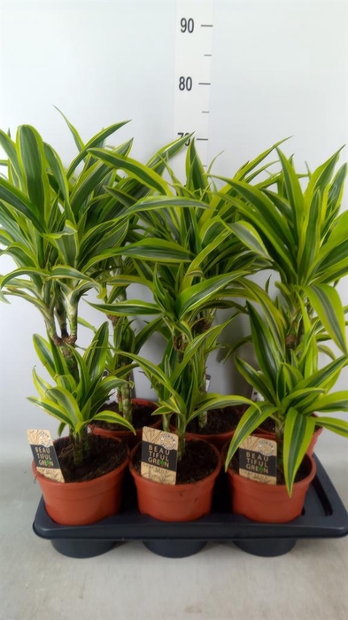 <h4>Dracaena fr de 'LemonLime'</h4>