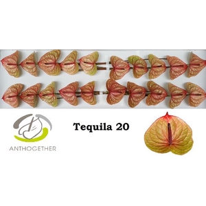 ANTH A TEQUILA 20