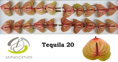 <h4>Anthurium Tequila</h4>