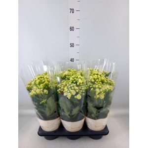 Kalanchoe  'Sunny White'