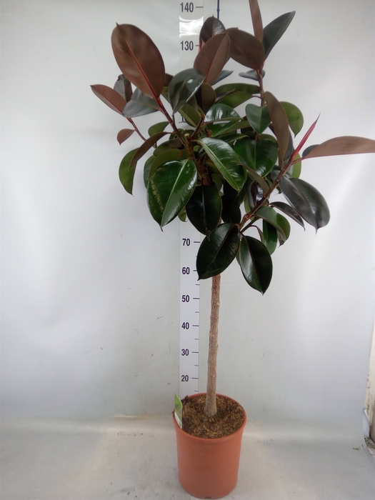 <h4>Ficus   ...</h4>