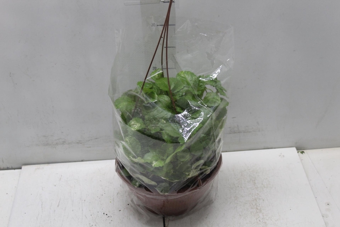 <h4>DOLAR VARIEGATA C21</h4>