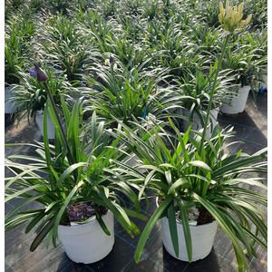 Agapanthus other
