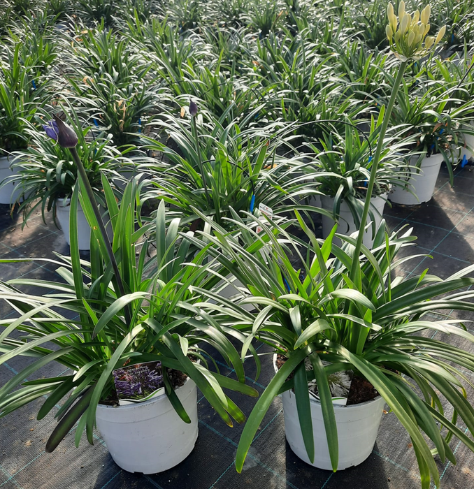 <h4>Agapanthus other</h4>