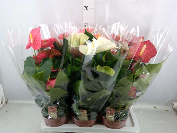 Anthurium   ...mix 4