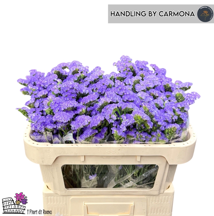 <h4>LIM S MARTIN BLUE</h4>