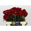Dahlia Red Fox