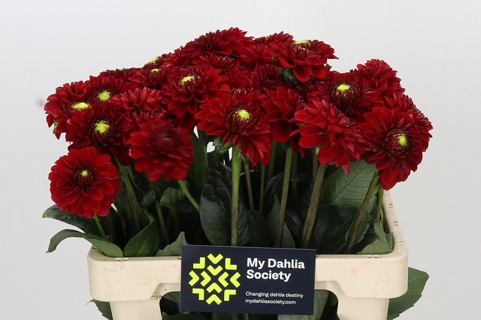 <h4>Dahlia Red Fox</h4>