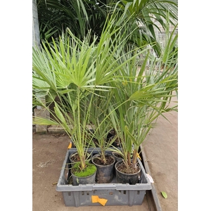 CHAM HUMILIS