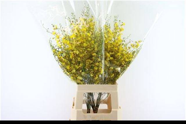 <h4>ONCIDIUM</h4>