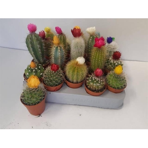 Cactus dryflowers mix 5,5Ø 10cm