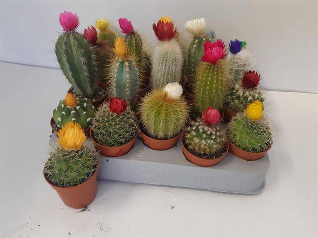 Cactus dryflowers mix 5,5Ø 10cm
