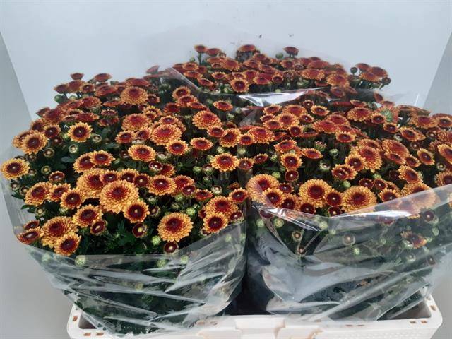 <h4>CHR SAN TAMMY</h4>