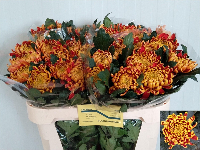 <h4>CHR G FUEGO</h4>