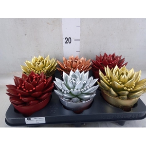 Echeveria  'Miranda'