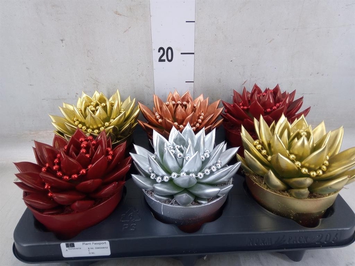 <h4>Echeveria  'Miranda'</h4>