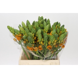 Ornithogalum dubium Magic Star