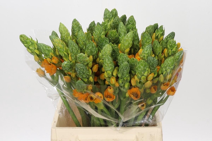 <h4>Ornithogalum dubium Magic Star</h4>