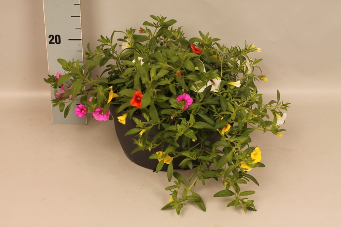 Schaal 26 Calibrachoa Rose, Yellow, Orange
