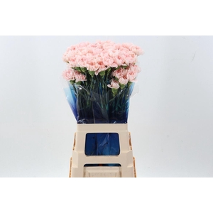 Dianthus ST 'Maruchi'