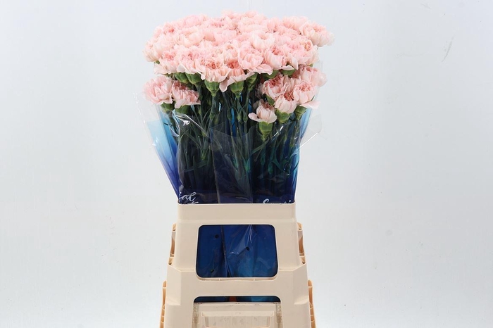 <h4>Dianthus ST 'Maruchi'</h4>