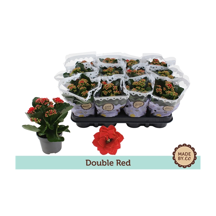 <h4>Kalanchoë Double Red</h4>