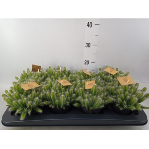 Hylocereus undatus
