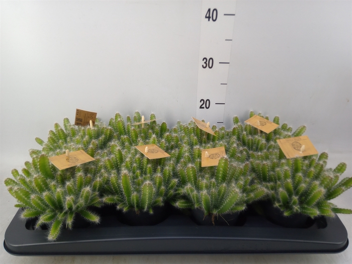 <h4>Hylocereus undatus</h4>