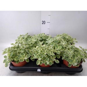 Helichrysum splendidum